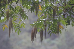 Rhoiptelea chiliantha (Rhoiptelea chiliantha)