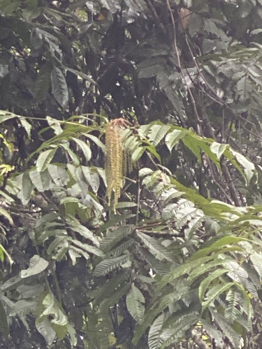Rhoiptelea chiliantha (Rhoiptelea chiliantha)