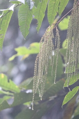 Rhoiptelea chiliantha (Rhoiptelea chiliantha)