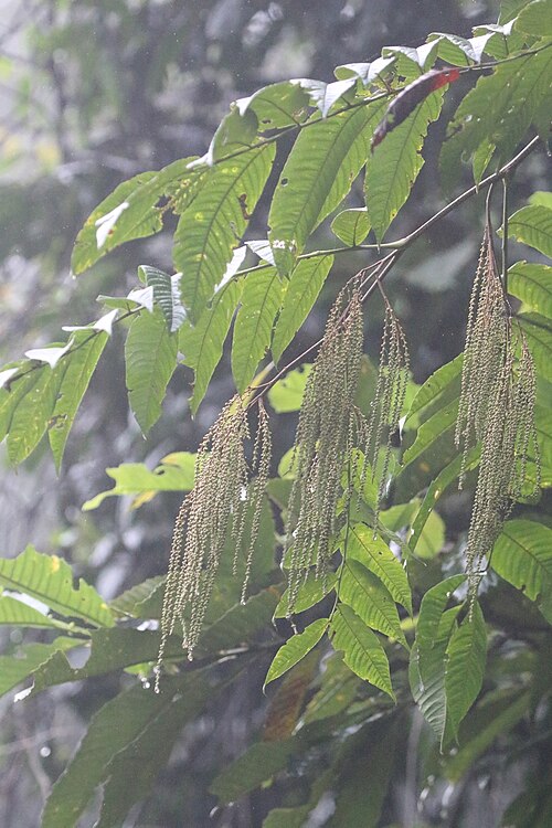 Rhoiptelea chiliantha: Rhoiptelea chiliantha in China