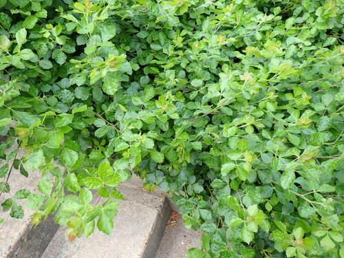 Fragrant sumac (Rhus aromatica)