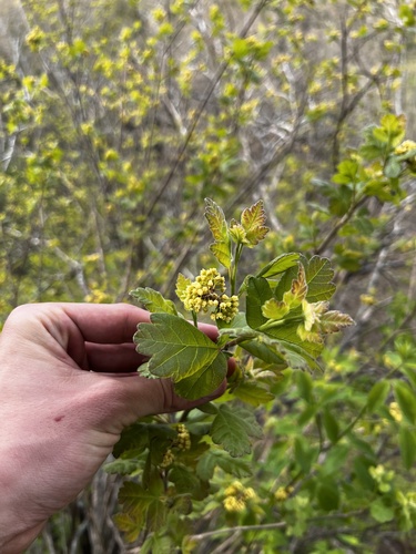 Fragrant sumac (Rhus aromatica)