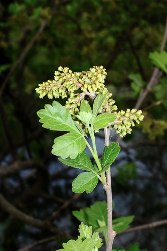 Fragrant sumac (Rhus aromatica)