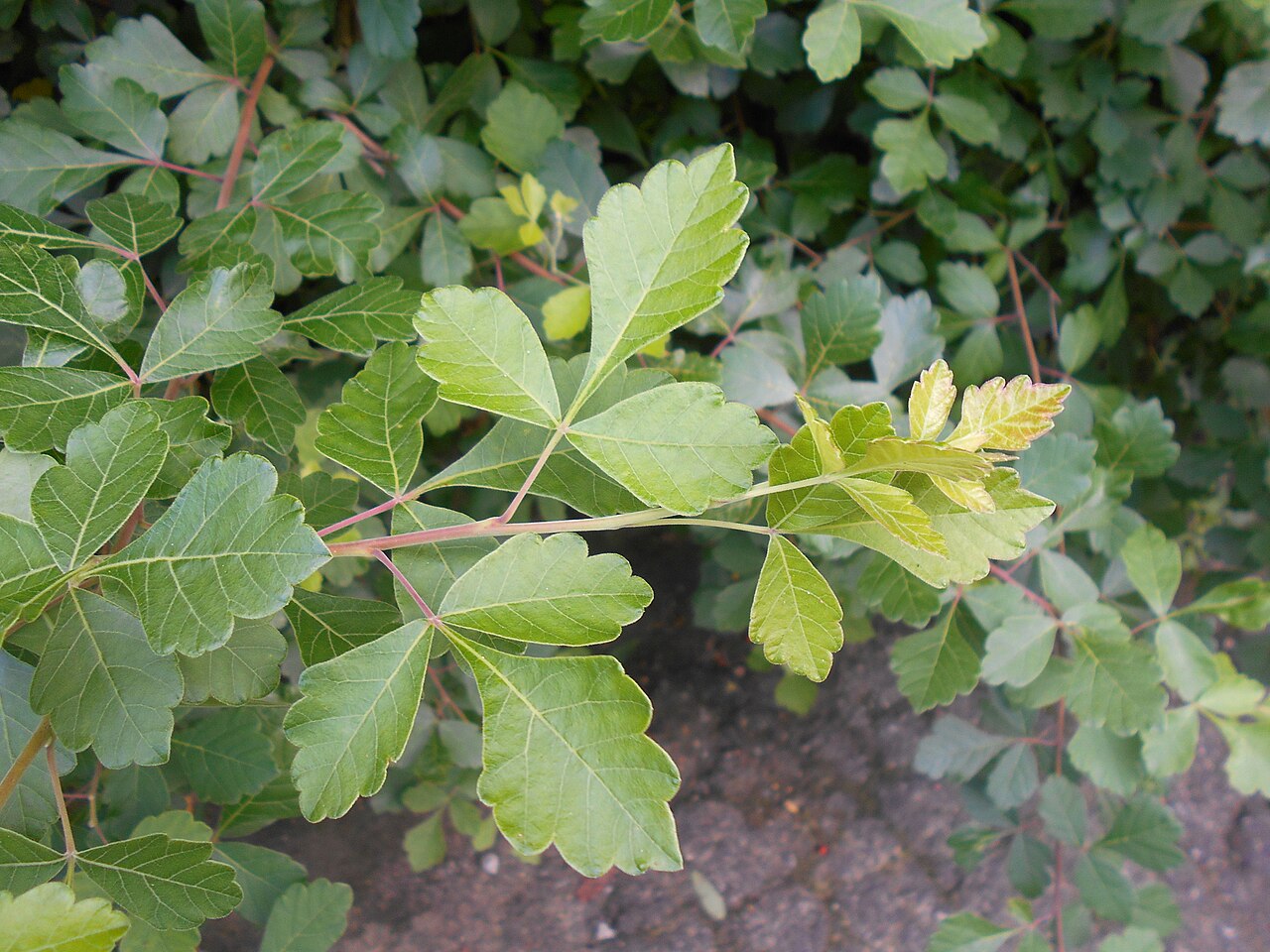 Fragrant sumac: Sumak aromatyczny ( Rhus aromatica ), Ogród Botaniczny UMCS w Lublinie