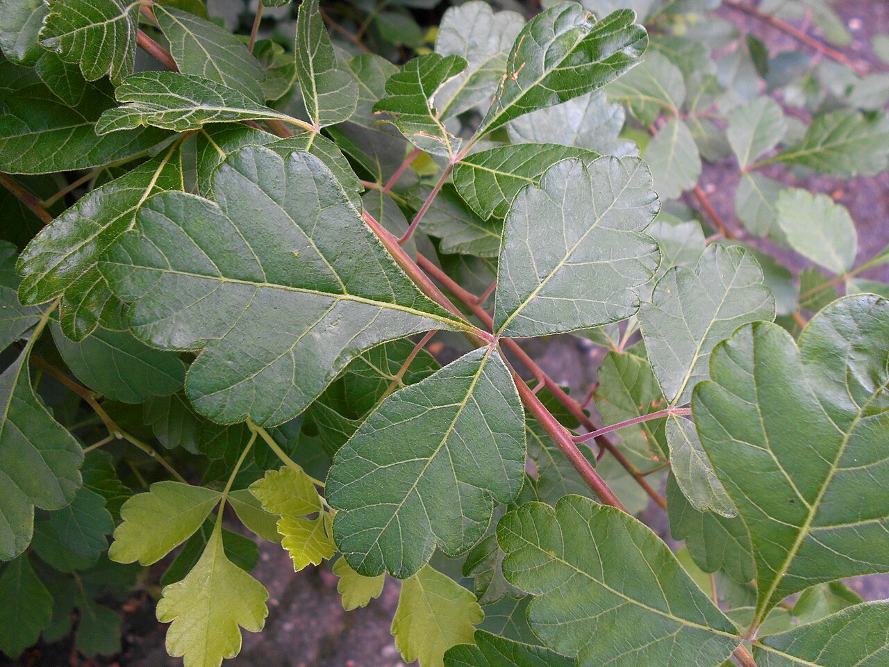 Fragrant sumac: Sumak aromatyczny ( Rhus aromatica ), Ogród Botaniczny UMCS w Lublinie