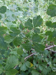 Fragrant sumac (Rhus aromatica)