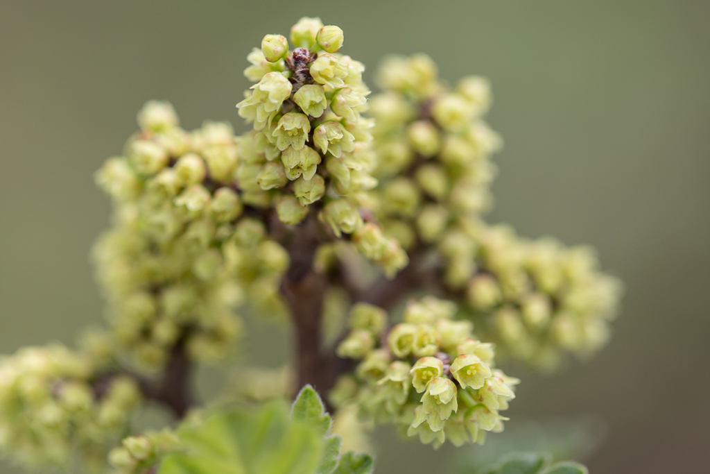 Fragrant sumac (Rhus aromatica)