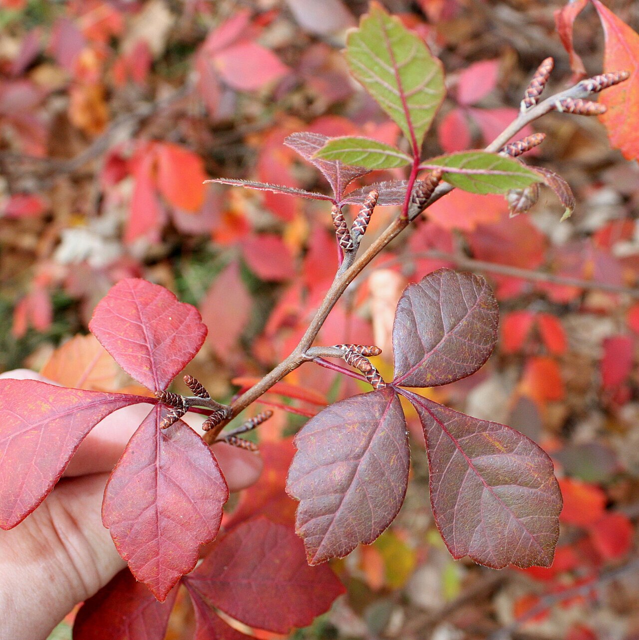 Fragrant sumac: Fragrant sumac Rhus aromatica . Morton Arboretum accession 76-41-2. Foliage & catkins in autumn colors.