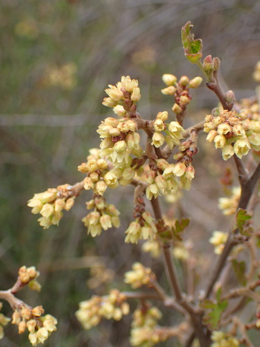 Fragrant sumac (Rhus aromatica)