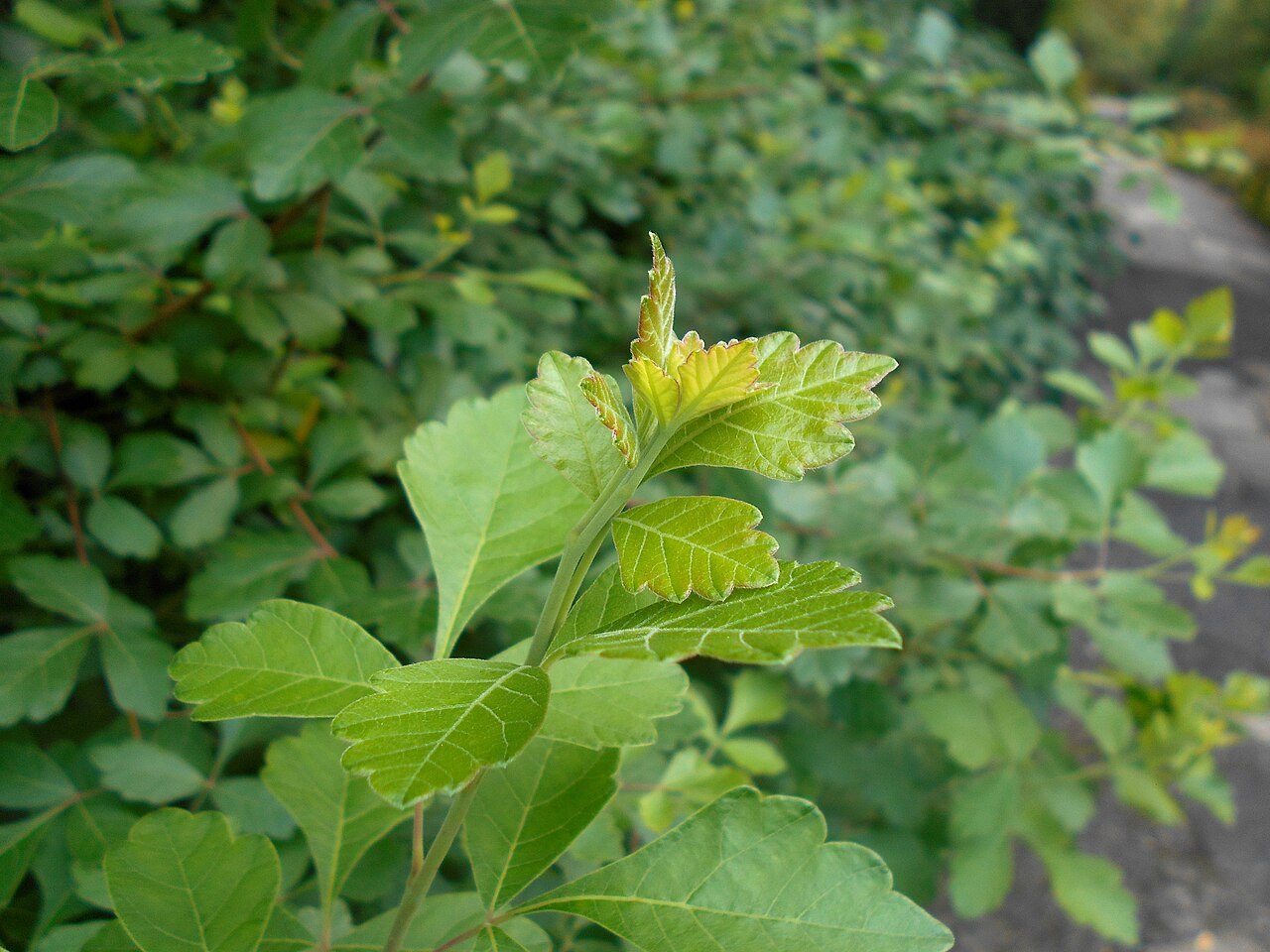 Fragrant sumac: Sumak aromatyczny ( Rhus aromatica ), Ogród Botaniczny UMCS w Lublinie