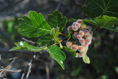 Fragrant sumac (Rhus aromatica)