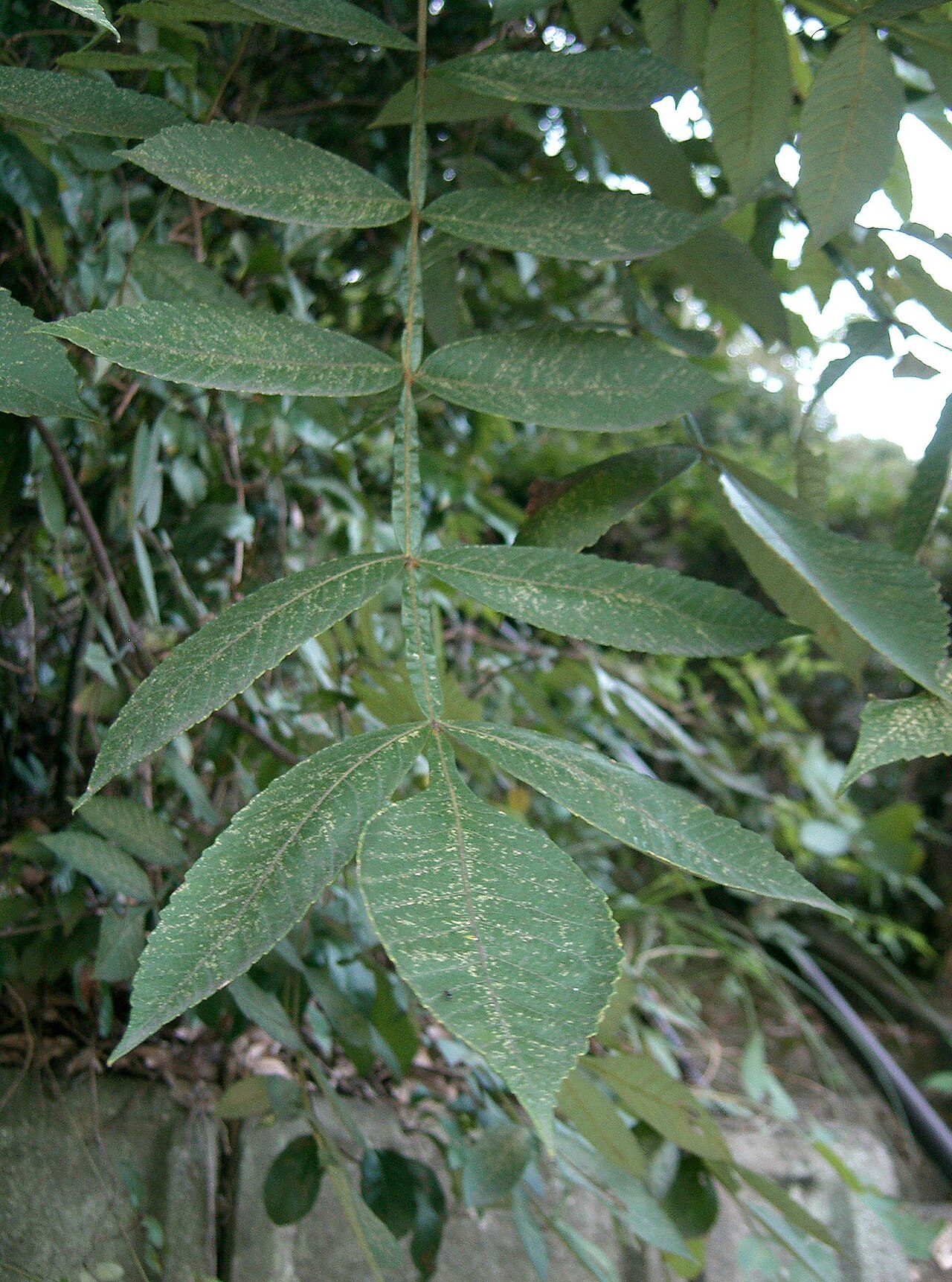 Chinese sumac: Rhus chinensis