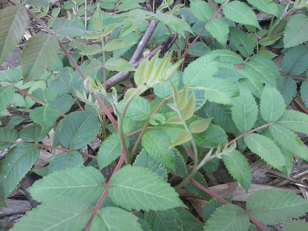 Chinese sumac: Rhus chinensis in Nepal.