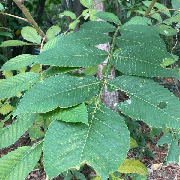Chinese sumac (Rhus chinensis)
