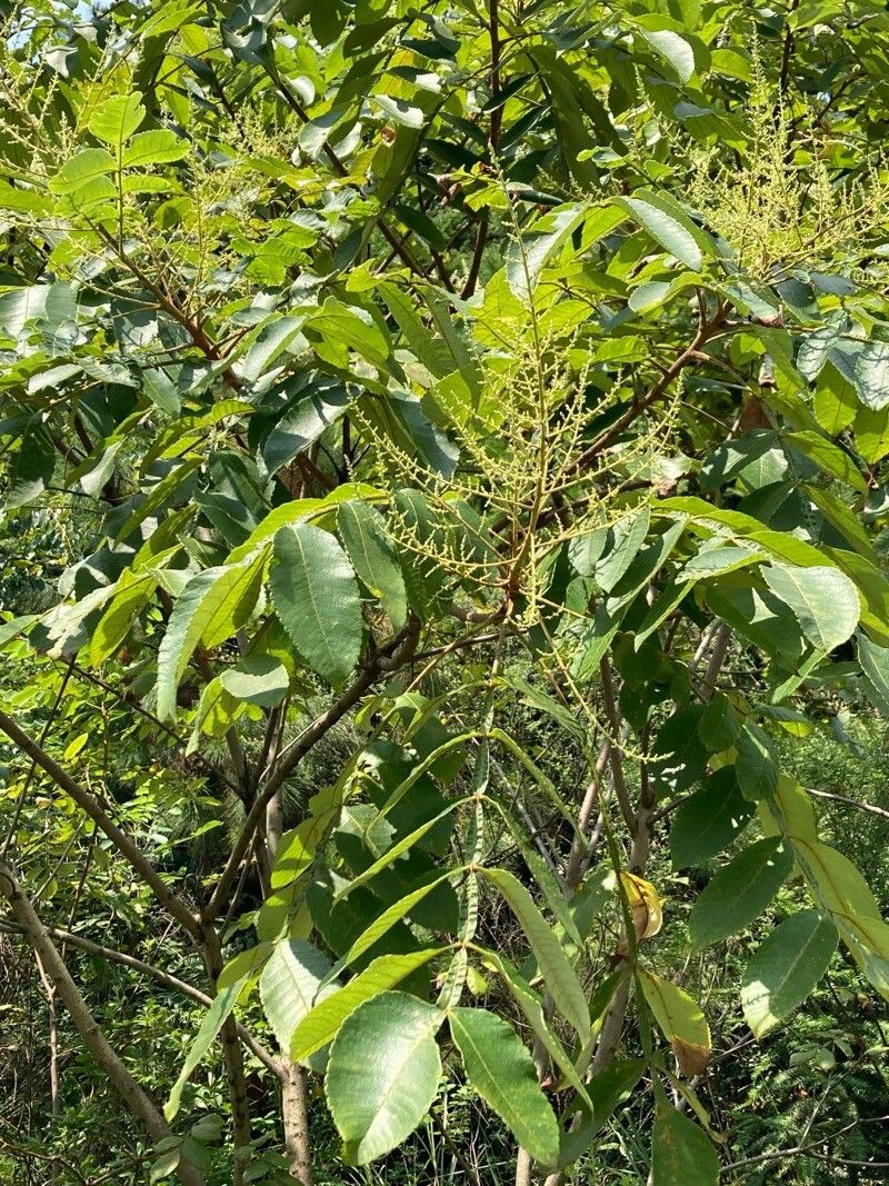 Chinese sumac (Rhus chinensis)