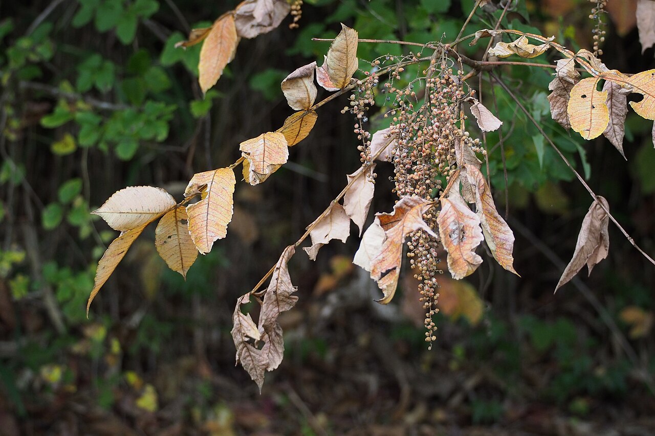 Chinese sumac: ヌルデ (Rhus chinensis).