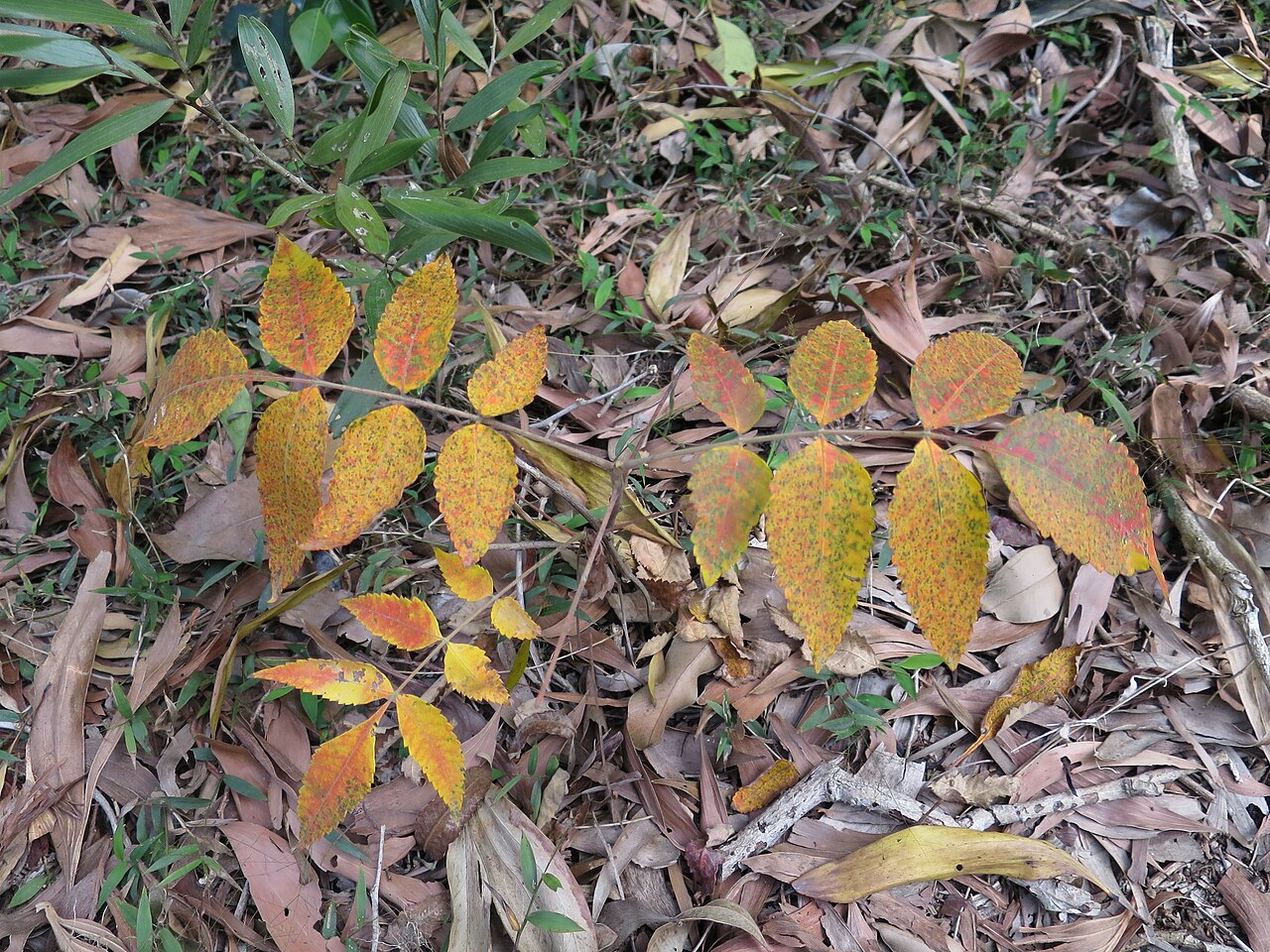 Chinese sumac: A sapling of Rhus chinensis as seen during winter in Wan Tsai , Sai Kung , Hong Kong