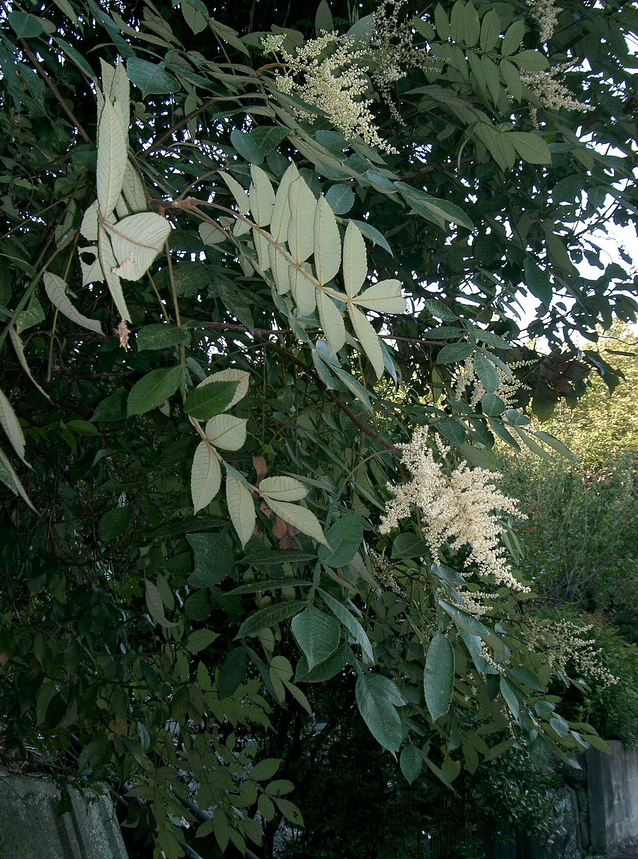 Chinese sumac: Rhus chinensis