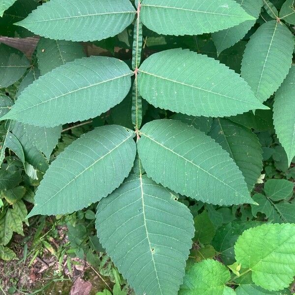 Chinese sumac (Rhus chinensis)
