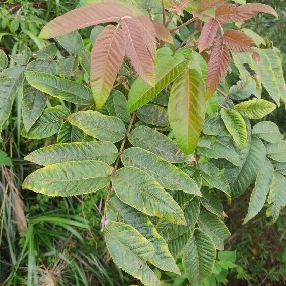 Chinese sumac (Rhus chinensis)