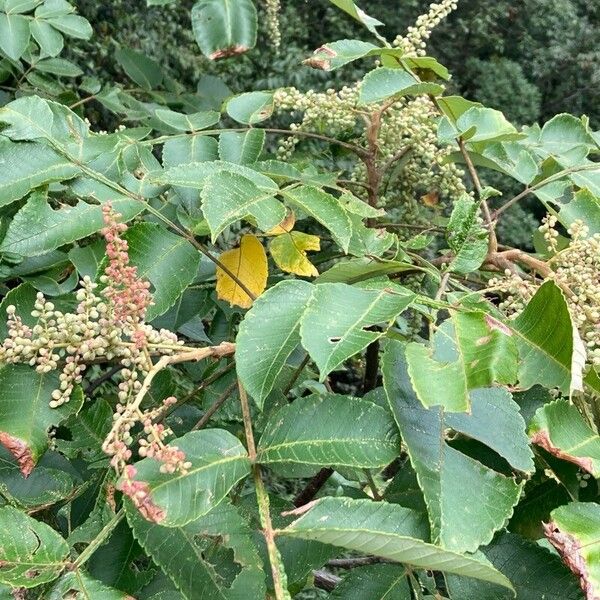 Chinese sumac (Rhus chinensis)