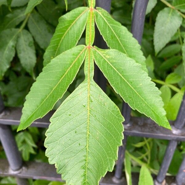 Chinese sumac (Rhus chinensis)