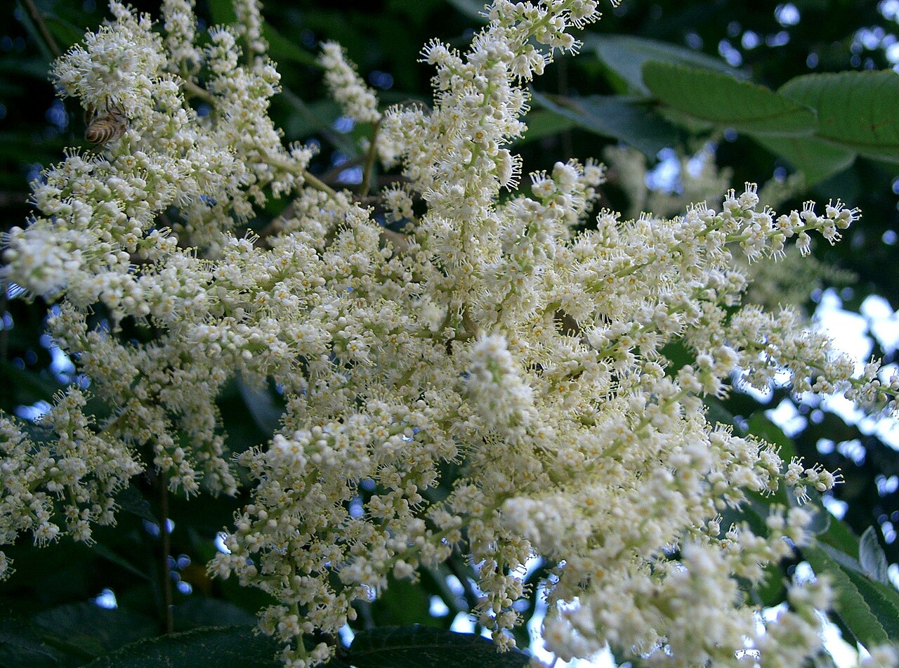 Chinese sumac: Rhus chinensis