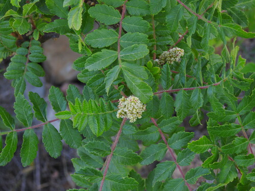 Sicilian sumac (Rhus coriaria)