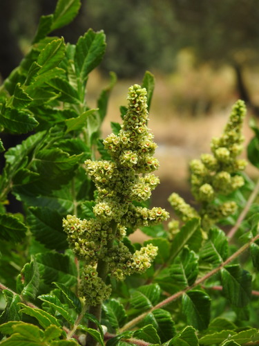 Sicilian sumac (Rhus coriaria)
