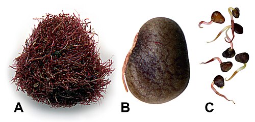 Sicilian sumac: Rhus_coriaria A-fruit, B-stone, C-germination (author Mihailo Grbić).