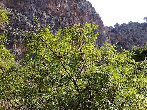 Sicilian sumac: Rhus coriaria (Sumac) in the Favorita park, Palermo