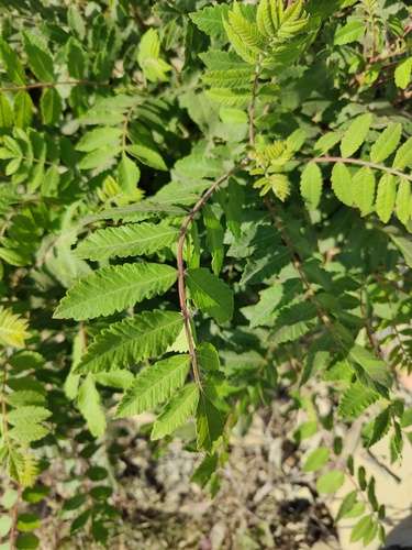 Sicilian sumac (Rhus coriaria)