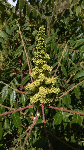Sicilian sumac (Rhus coriaria)