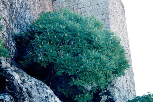 Sicilian sumac (Rhus coriaria)