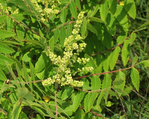 Sicilian sumac (Rhus coriaria)
