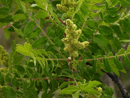 Sicilian sumac (Rhus coriaria)