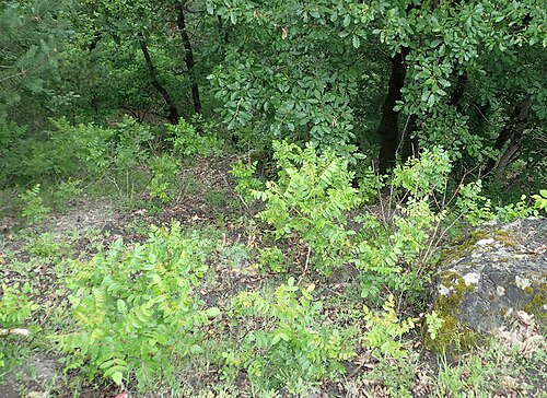 Sicilian sumac: Rhus coriaria in Khulo, Georgia