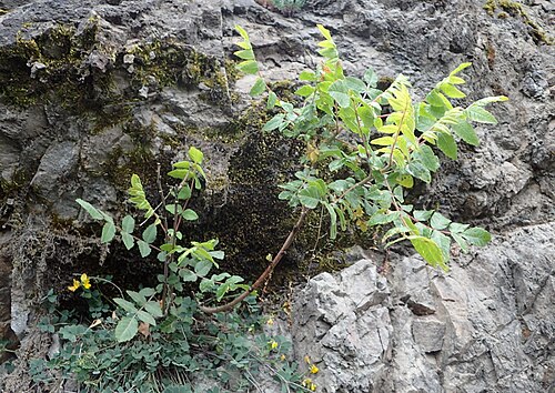 Sicilian sumac: Rhus coriaria in Khulo, Georgia