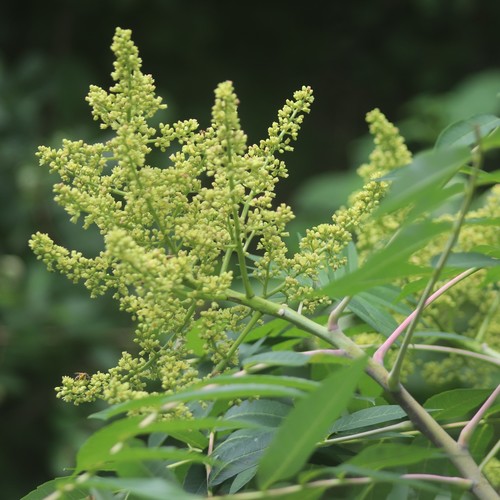 Rocky mountain sumac (Rhus glabra)