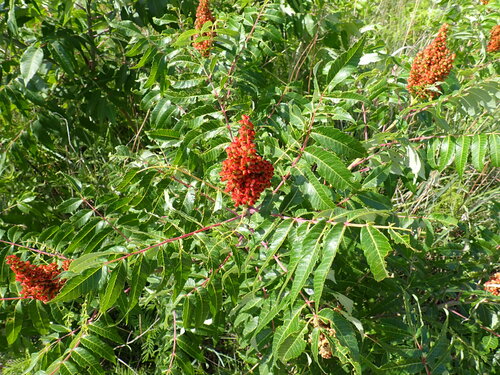 Rocky mountain sumac (Rhus glabra)