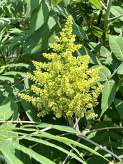 Rocky mountain sumac (Rhus glabra)