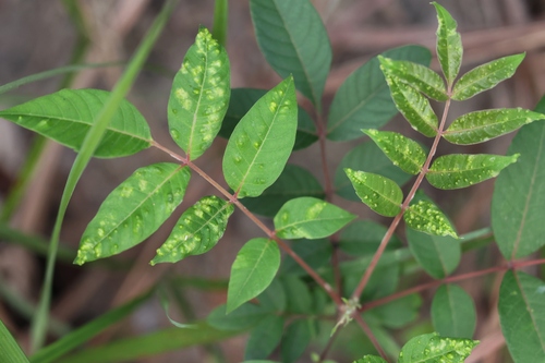 Rhus hypoleuca (Rhus hypoleuca)