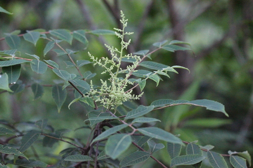Rhus hypoleuca (Rhus hypoleuca)