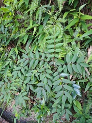 Rhus hypoleuca (Rhus hypoleuca)