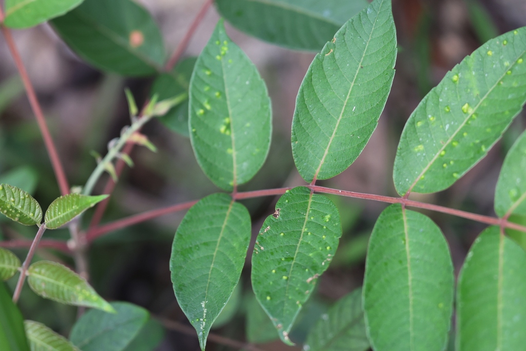 Rhus hypoleuca (Rhus hypoleuca)