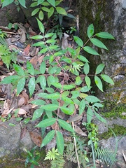 Rhus hypoleuca (Rhus hypoleuca)