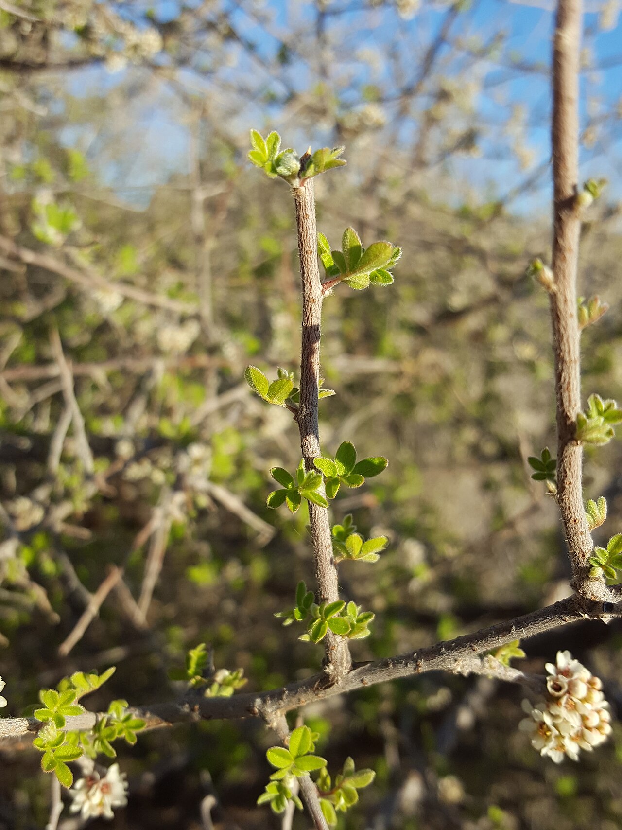 Littleleaf sumac: Little leaf sumac ( Rhus microphylla ) in the United States