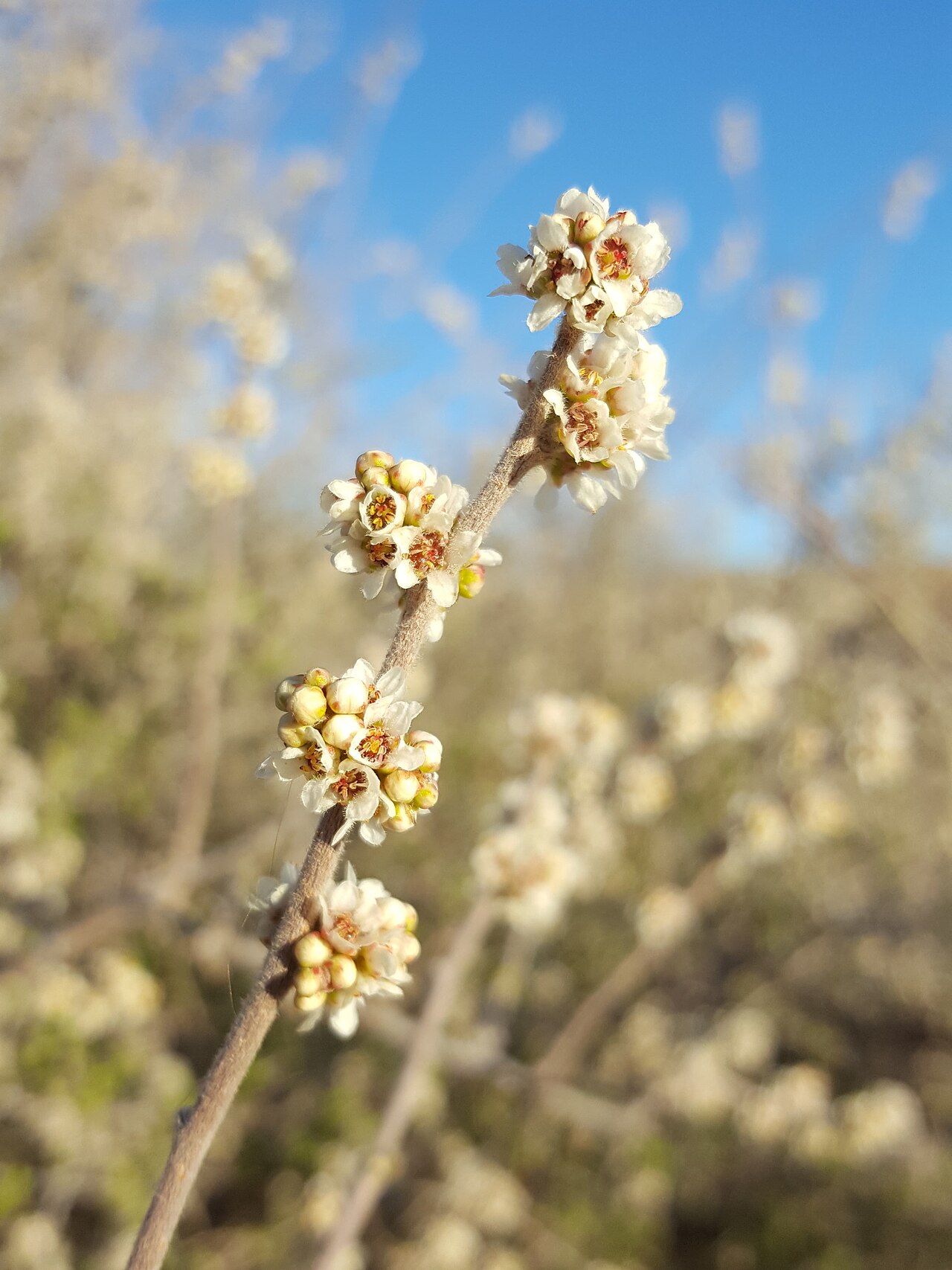 Littleleaf sumac: Little leaf sumac ( Rhus microphylla ) in the United States