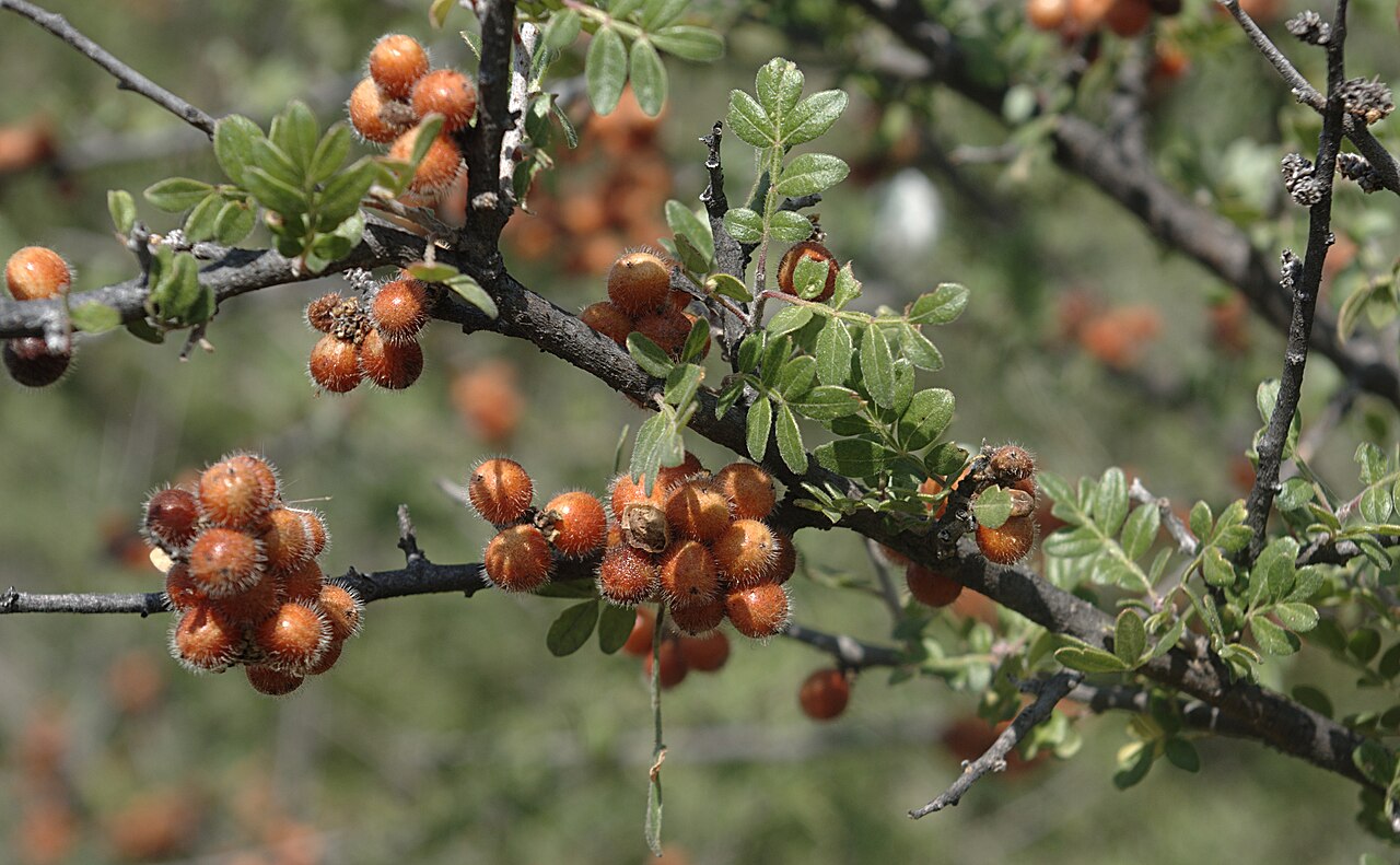 Littleleaf sumac: Rhus microphylla — Little-Leaf Sumac, branches with leaves and berries. At Rattlesnake Springs, Carlsbad Caverns National Park, New Mexico.