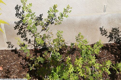 Littleleaf sumac: Location taken: United States Botanic Garden, Washington D.C.. Names: Rhus microphylla Engelm., Correosa, Desert Sumac, Littleleaf Sumac, Rhus microphyllaLittle
